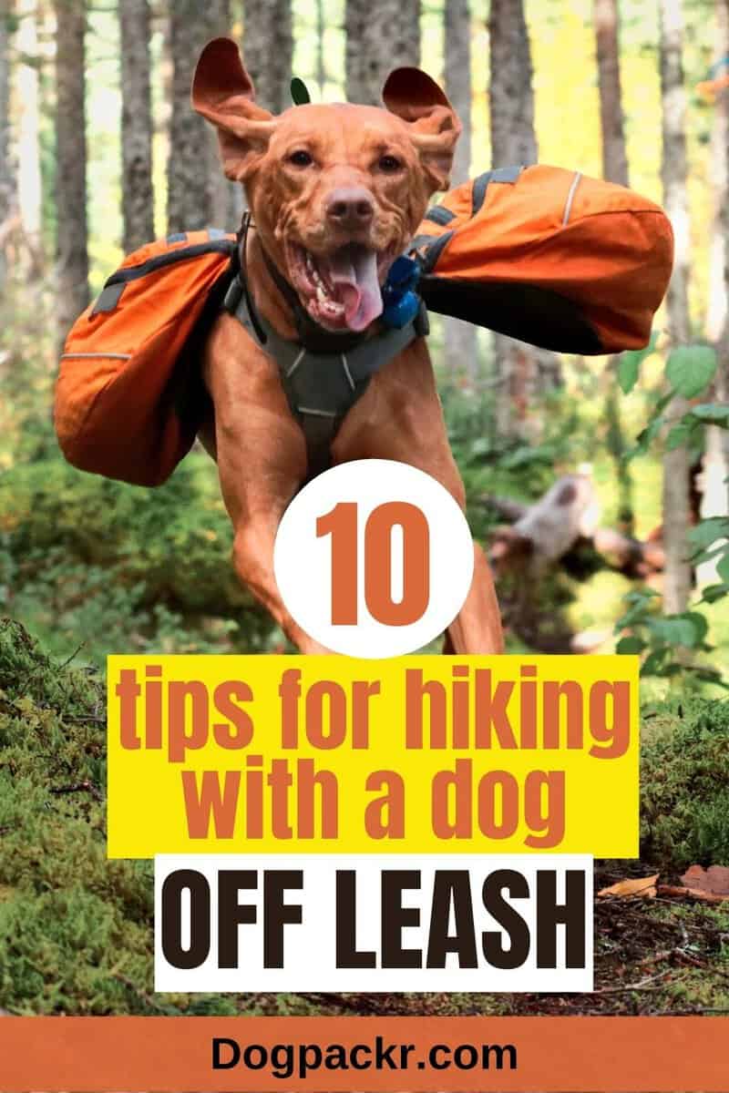 10 tips for hiking with a dog off leash dogpackr