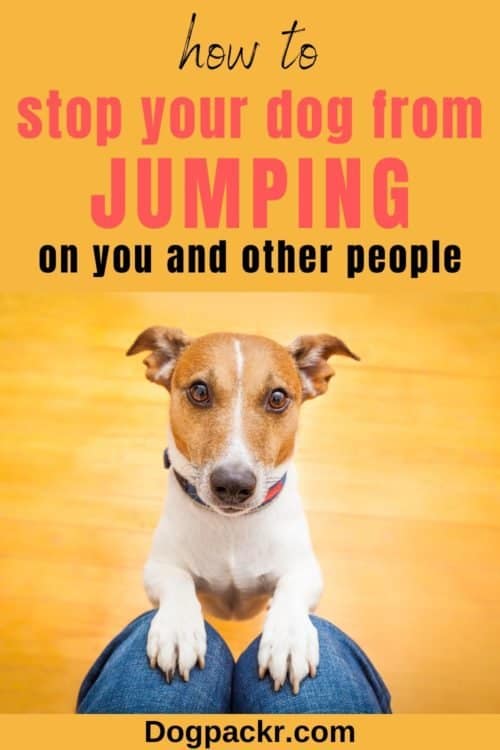 How to train a dog not to jump on you or others dogpackr