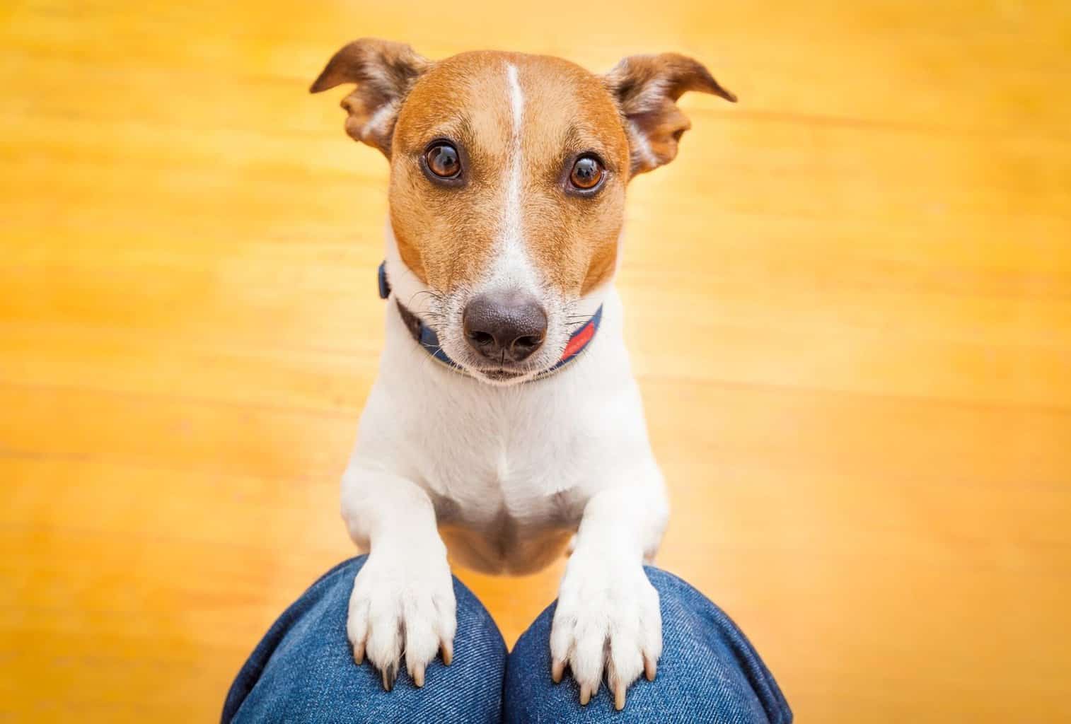 how-to-train-your-dog-training-your-dog-favorite-person-dog-cuddles