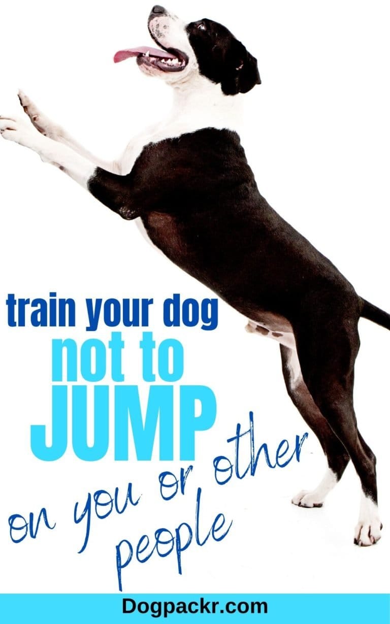 How to train a dog not to jump on you or others dogpackr