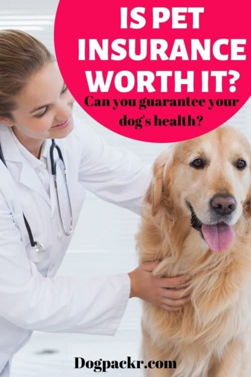 Is it worth getting pet insurance for dogs? dogpackr