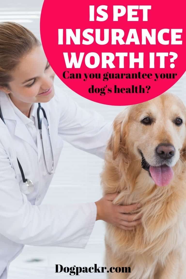 Is it worth getting pet insurance for dogs? - dogpackr