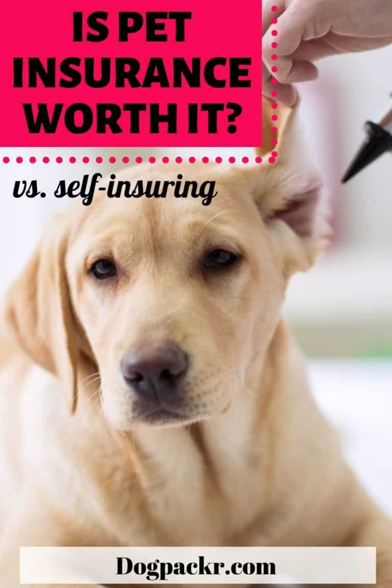 Is it worth getting pet insurance for dogs? dogpackr