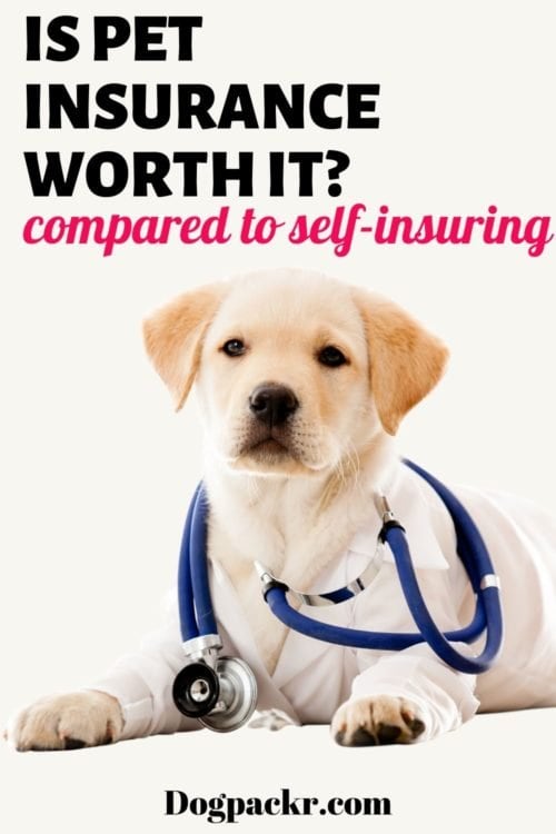 Is it worth getting pet insurance for dogs? dogpackr