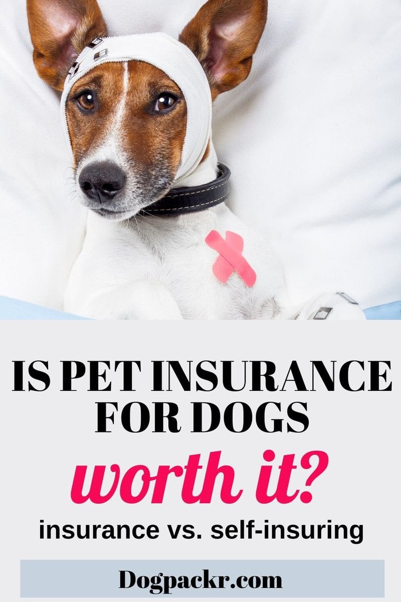 Is it worth getting pet insurance for dogs? dogpackr