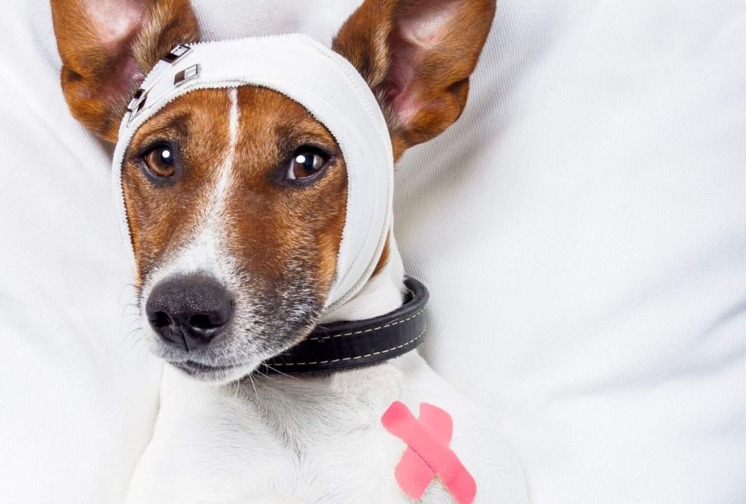 Is it worth getting pet insurance for dogs? dogpackr