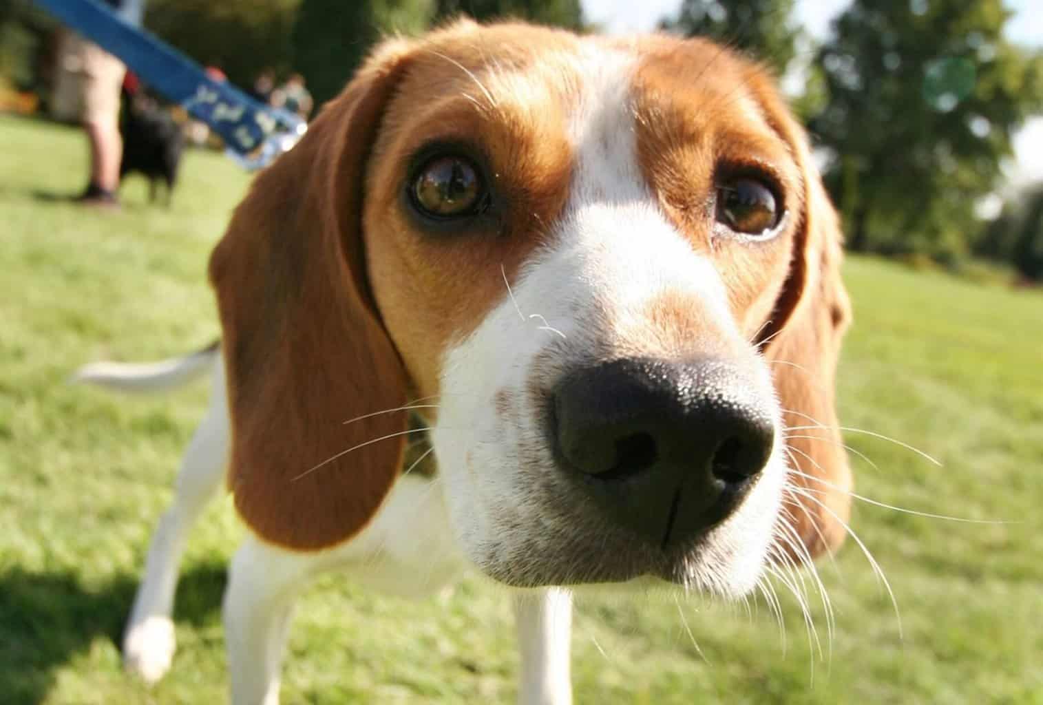 Why is my dog sniffing so much? Scent guide dogpackr