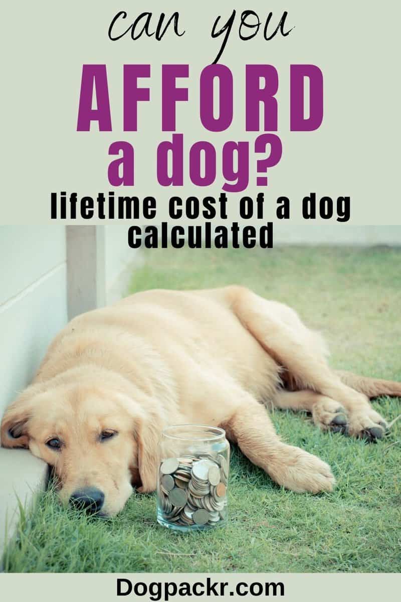 What is the lifetime cost of a dog? Probably more than you think dogpackr