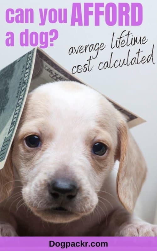 What is the lifetime cost of a dog? Probably more than you think dogpackr