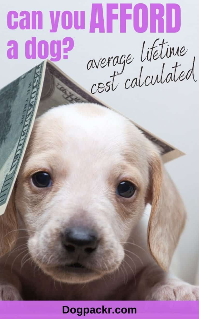 What is the lifetime cost of a dog? Probably more than you think dogpackr