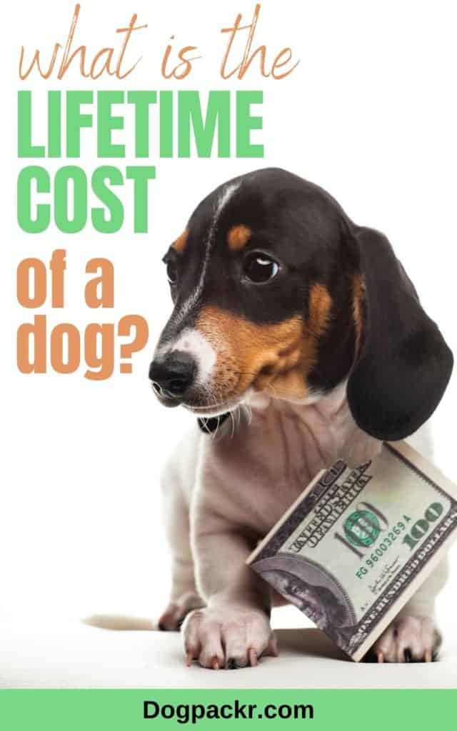 What is the lifetime cost of a dog? Probably more than you think dogpackr