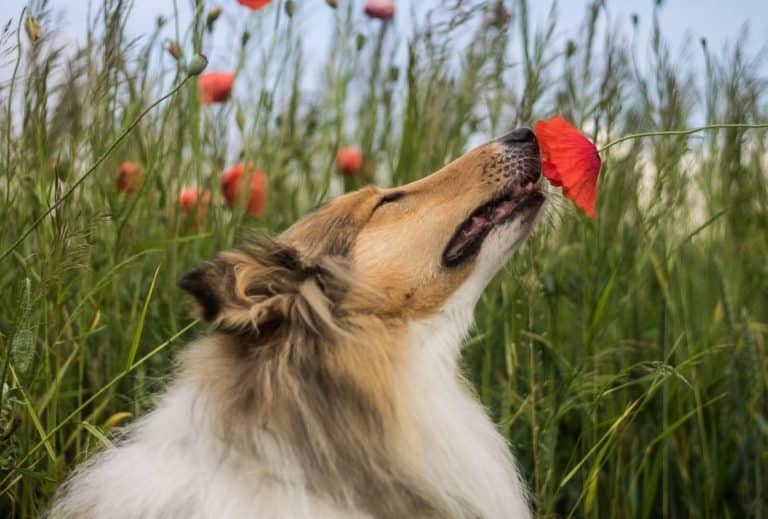 Why is my dog sniffing so much? Scent guide dogpackr