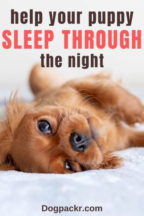 Can a 10-Week-Old Puppy Sleep Through the Night? - dogpackr