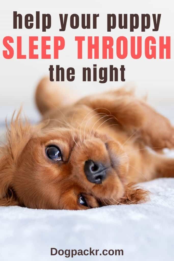 can a puppy sleep through the night