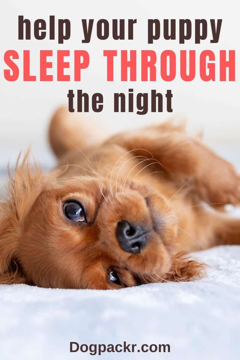 can-a-10-week-old-puppy-sleep-through-the-night-dogpackr