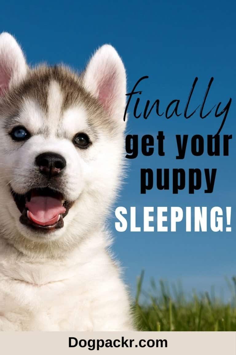 can-a-10-week-old-puppy-sleep-through-the-night-dogpackr