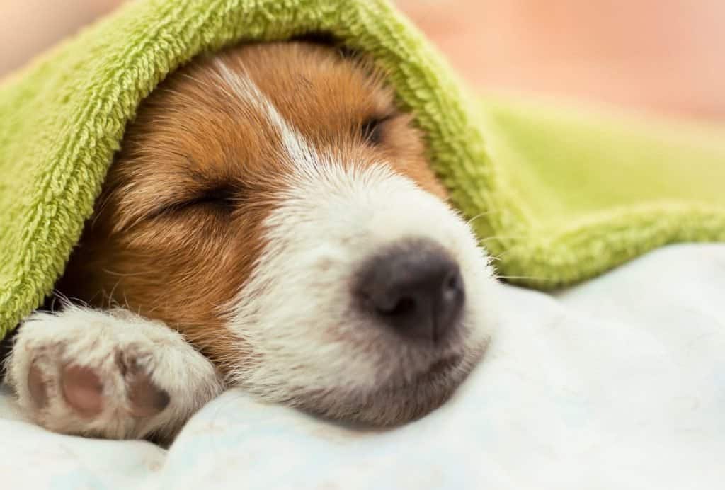 at what age does a puppy sleep through the night