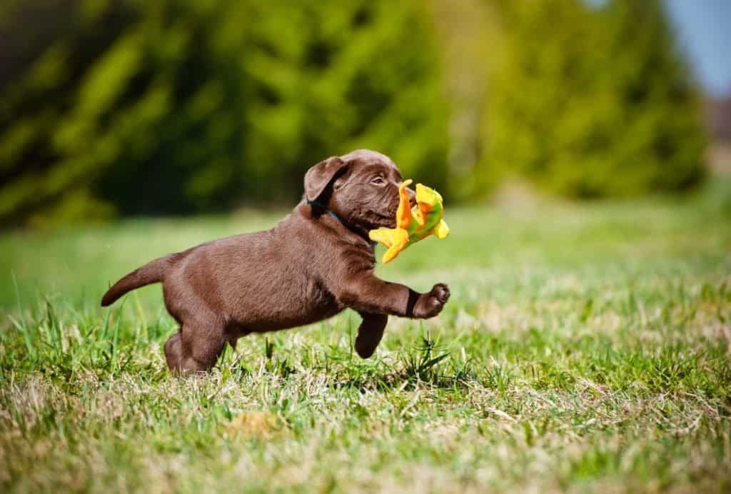 can you change a 10 week old dogs name