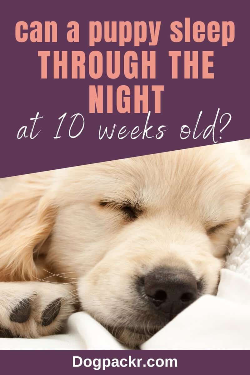 Can a 10WeekOld Puppy Sleep Through the Night? dogpackr