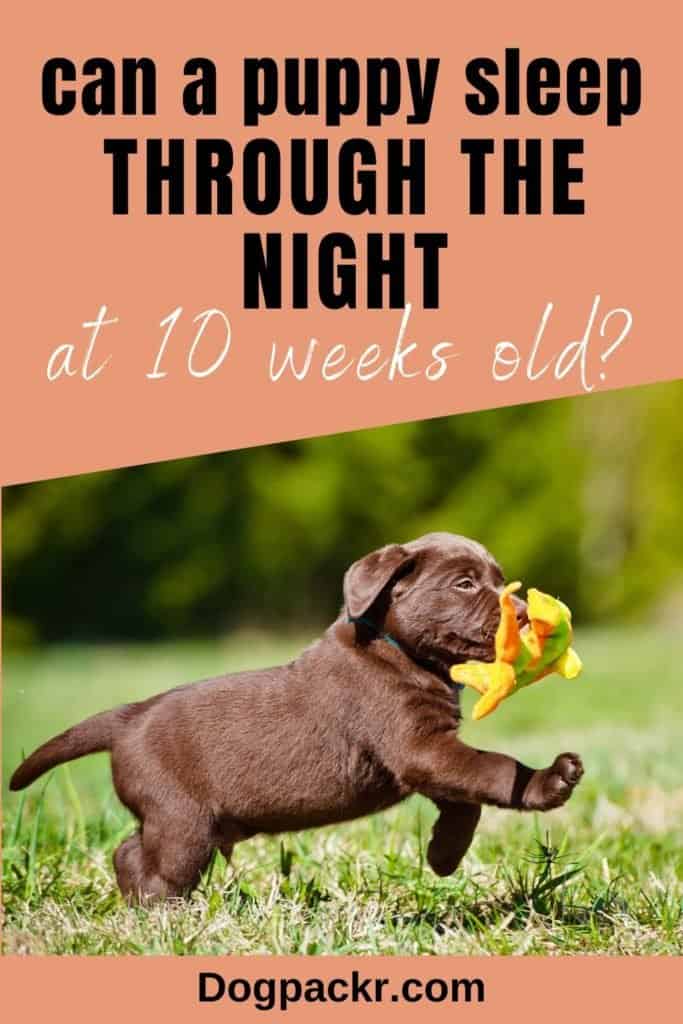 how long should 9 week puppy sleep