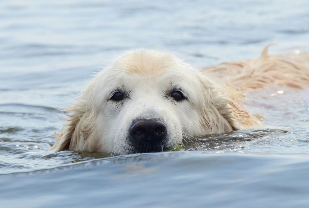 Dog jowls are helpful during swimming