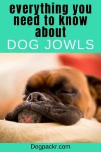 Dog Jowls – Everything You Need to Know About Them - dogpackr