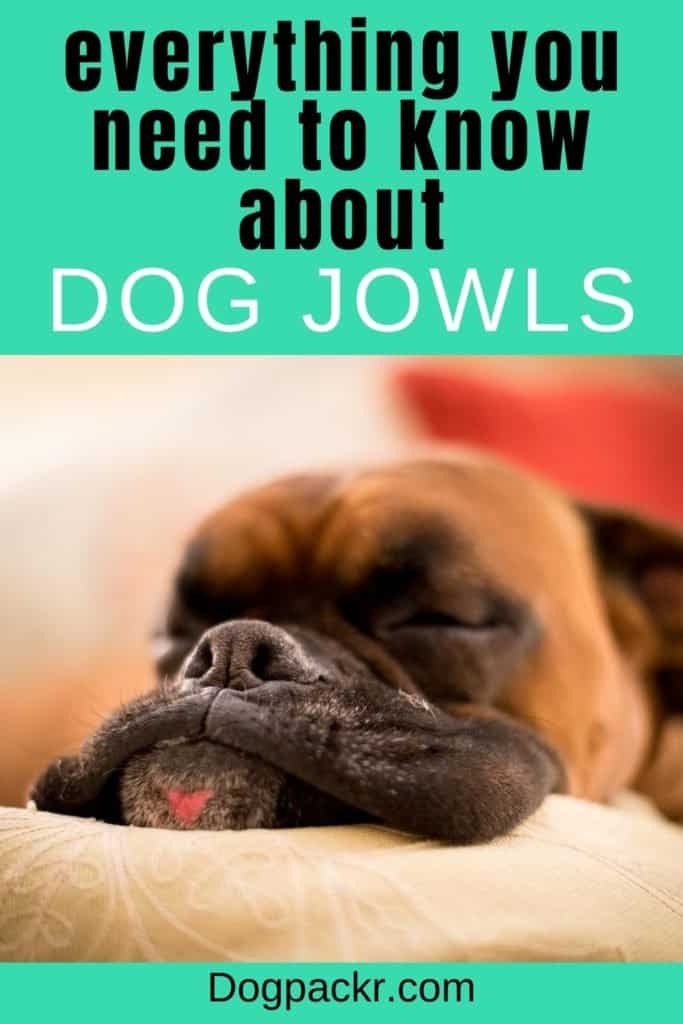 how do i clean my dogs jowls