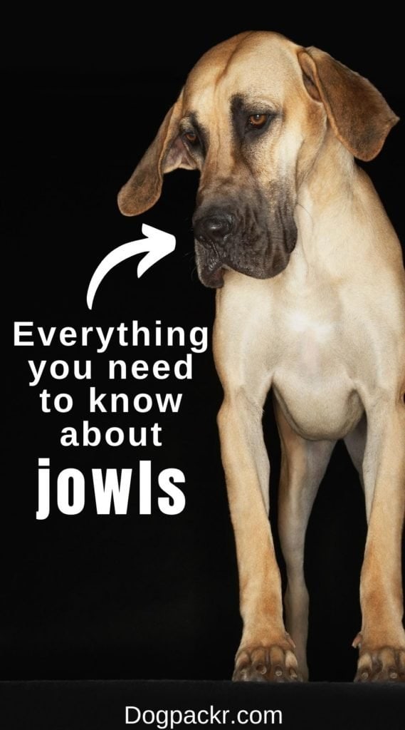 what is the purpose of dog jowls