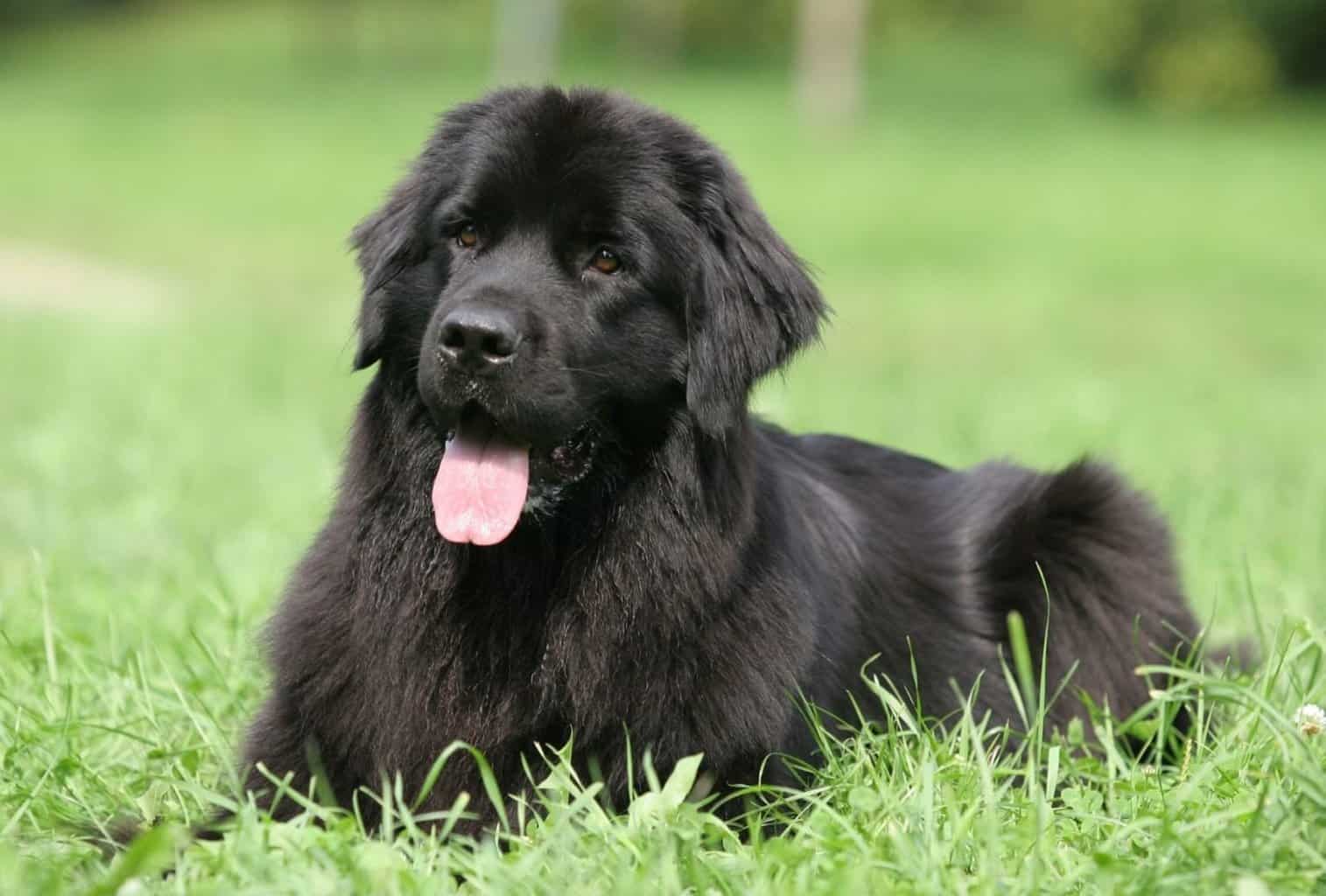 Dog Jowls Everything You Need to Know About Them dogpackr