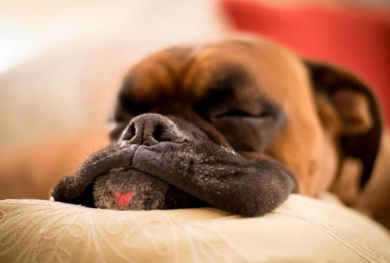 Dog Jowls Everything You Need to Know About Them dogpackr