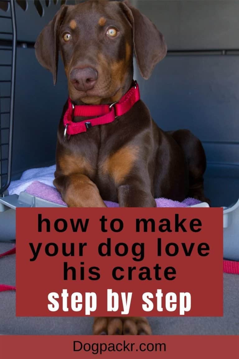 How to crate train a dog easily in 13 steps - dogpackr