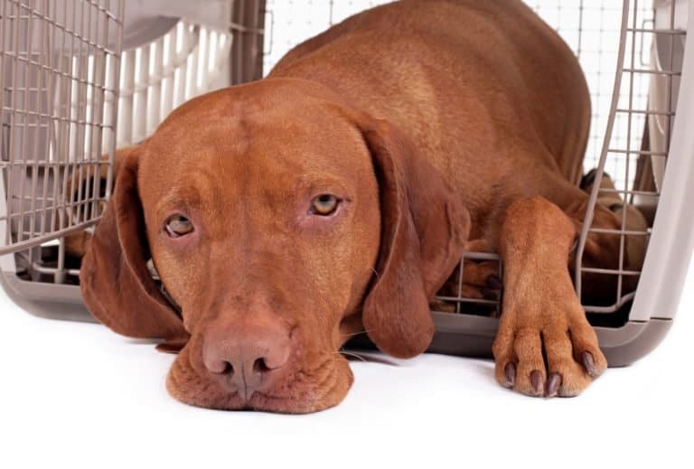 How to crate train a dog easily in 13 steps dogpackr