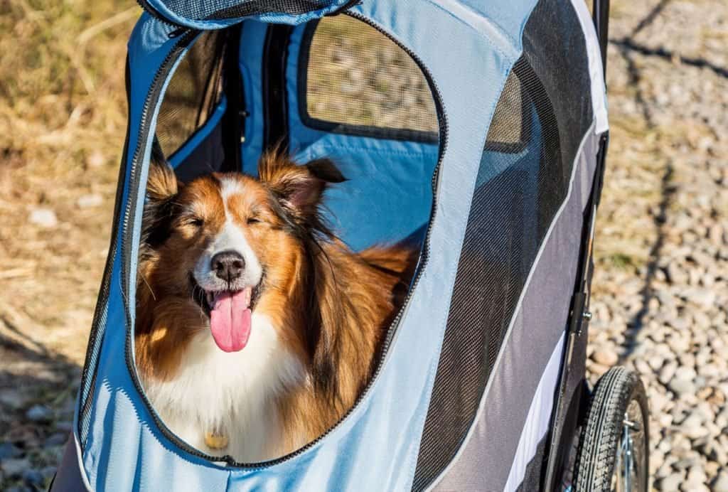 Dogs tend to like confined spaces as their den