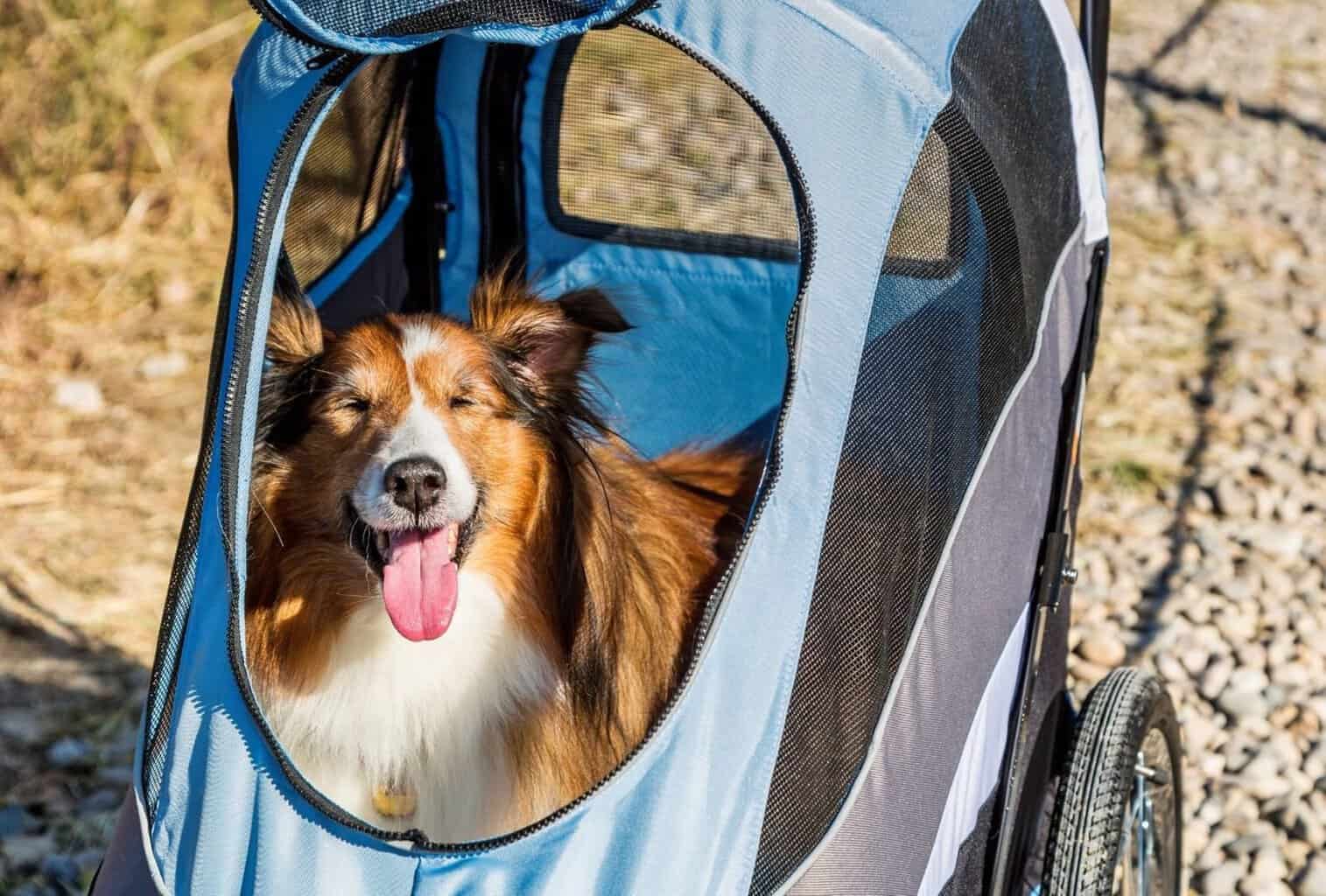 How to Crate Train an Older Dog in 6 Steps dogpackr