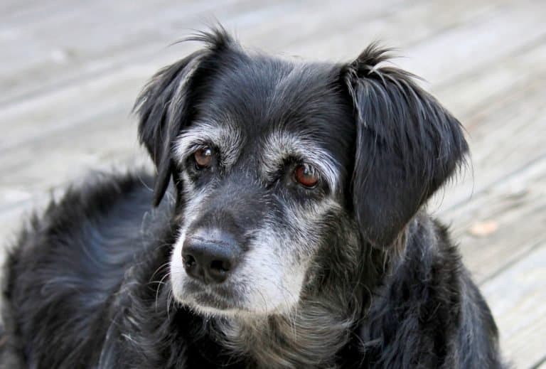 How to Crate Train an Older Dog in 6 Steps dogpackr