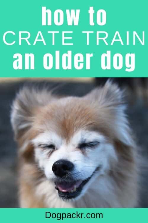 How to Crate Train an Older Dog in 6 Steps dogpackr