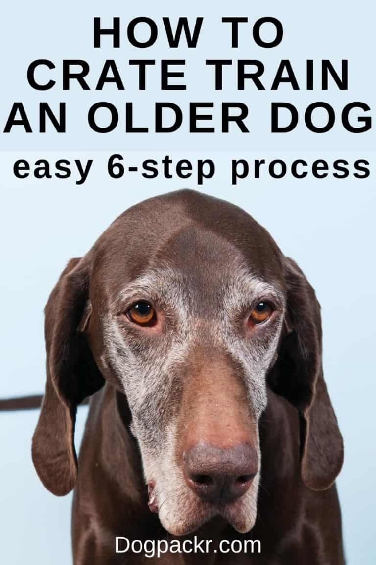 How to Crate Train an Older Dog in 6 Steps dogpackr