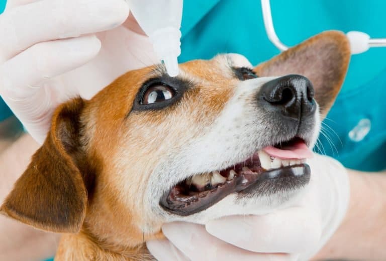 how-to-pay-vet-bills-even-in-emergencies-dogpackr