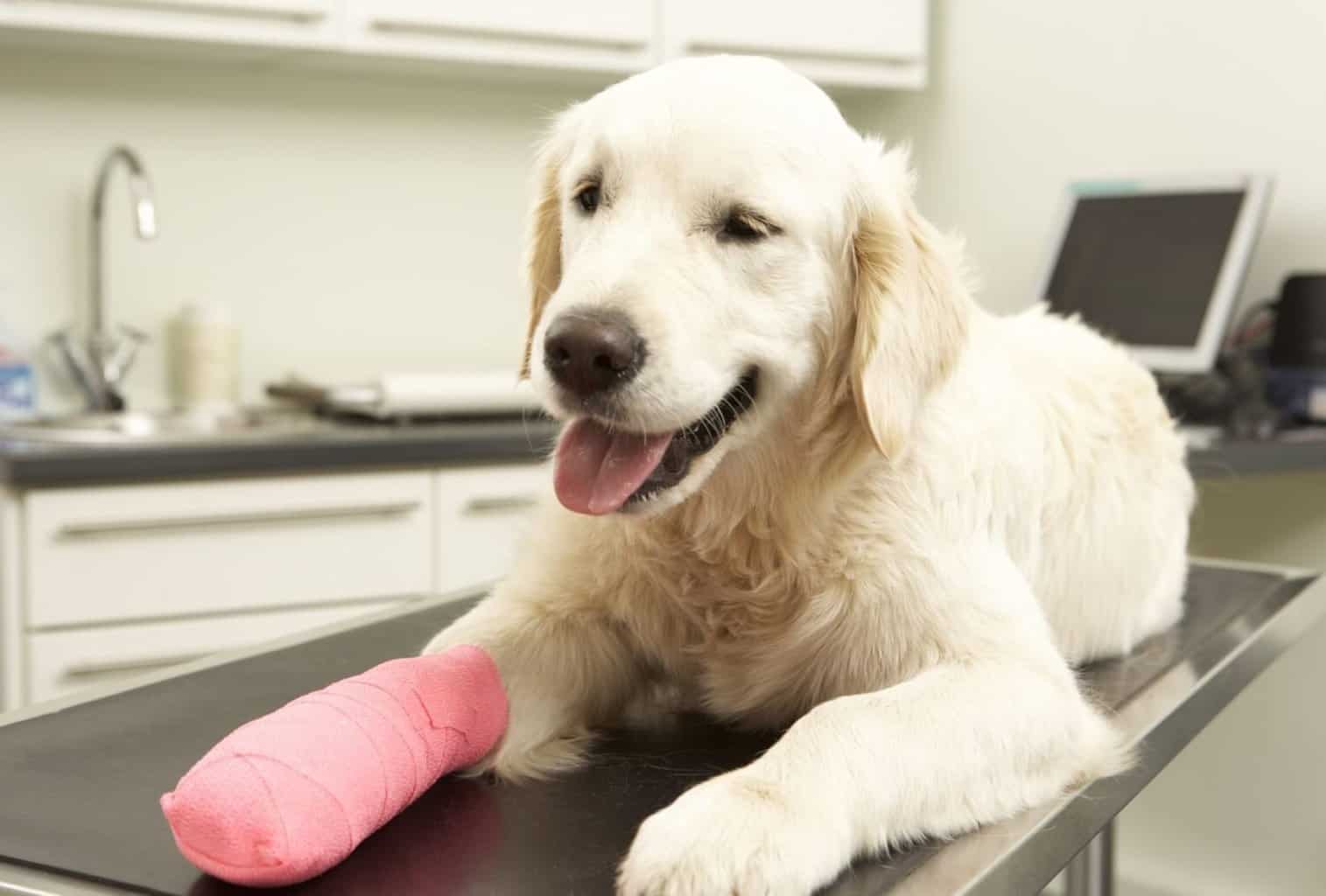 How to pay vet bills, even in emergencies dogpackr
