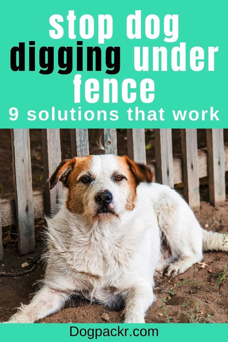 How to Stop Your Dog from Digging Under a Fence - dogpackr