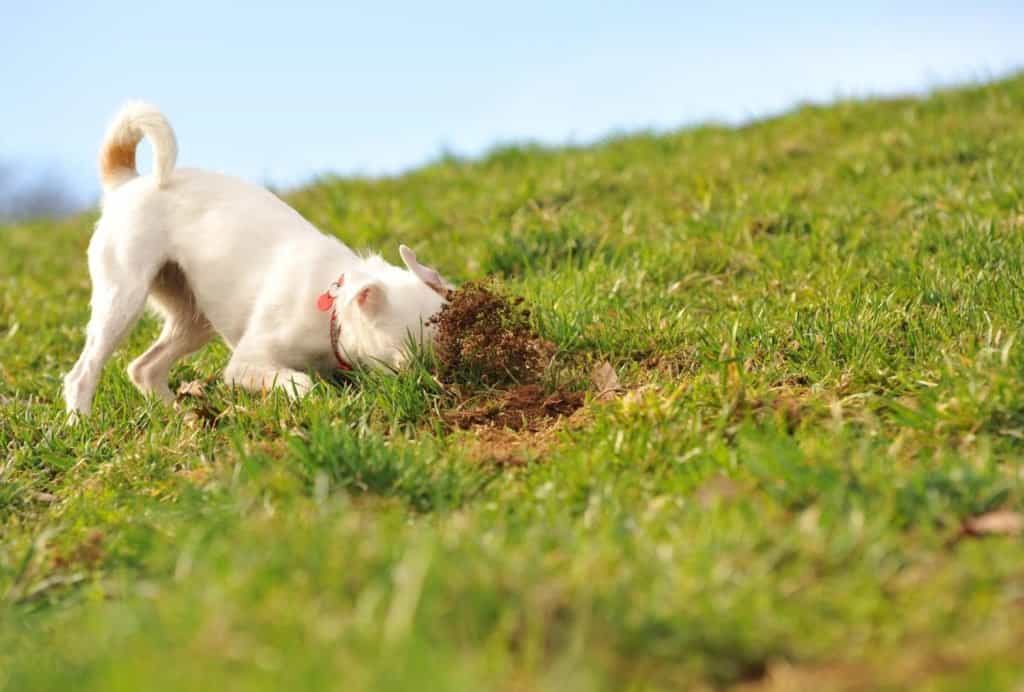 Terriers were bred to dig while hunting small prey, such as rabbits