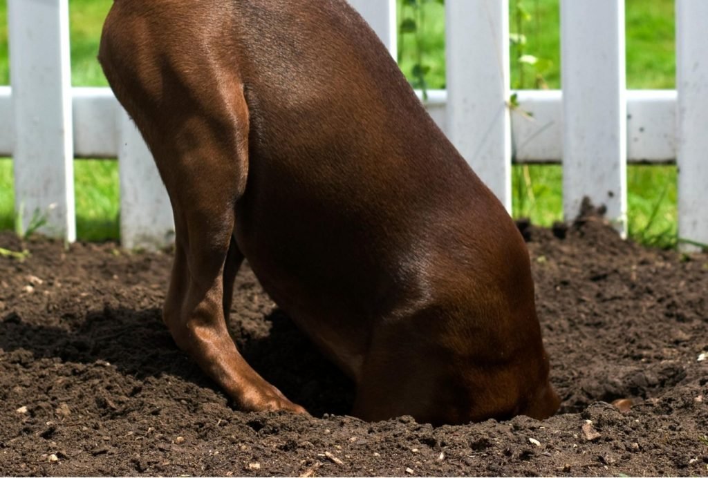 how to stop a dog from digging under a fence