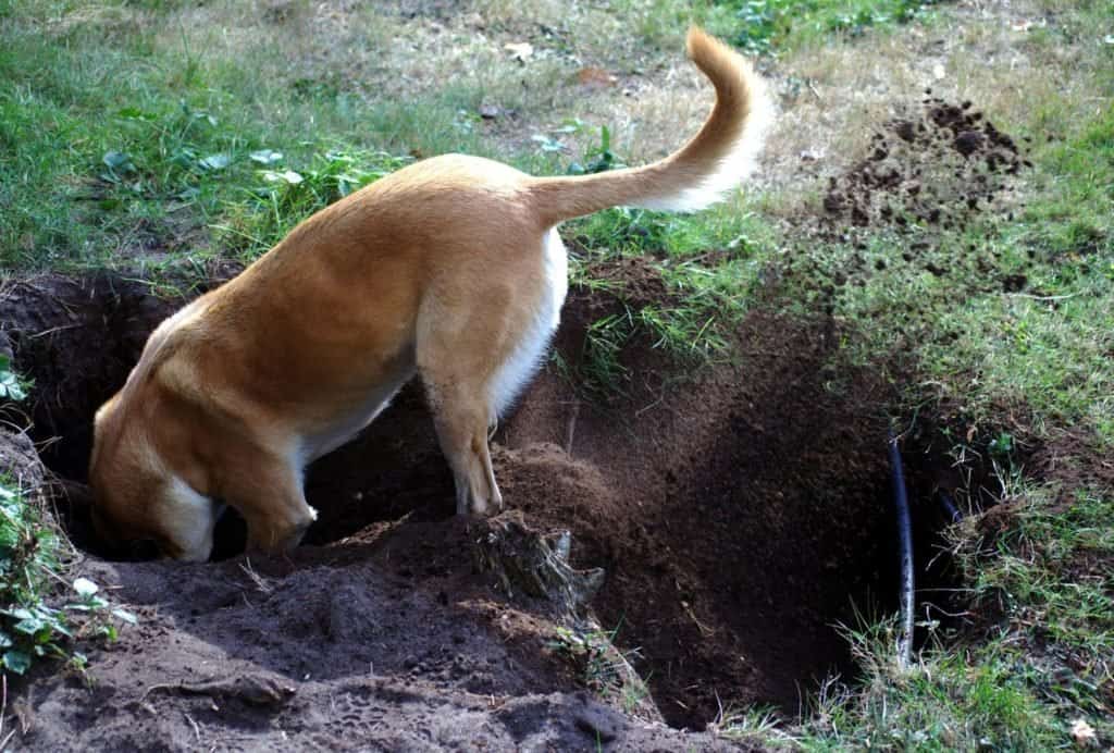 How to stop your dog from digging under a fence