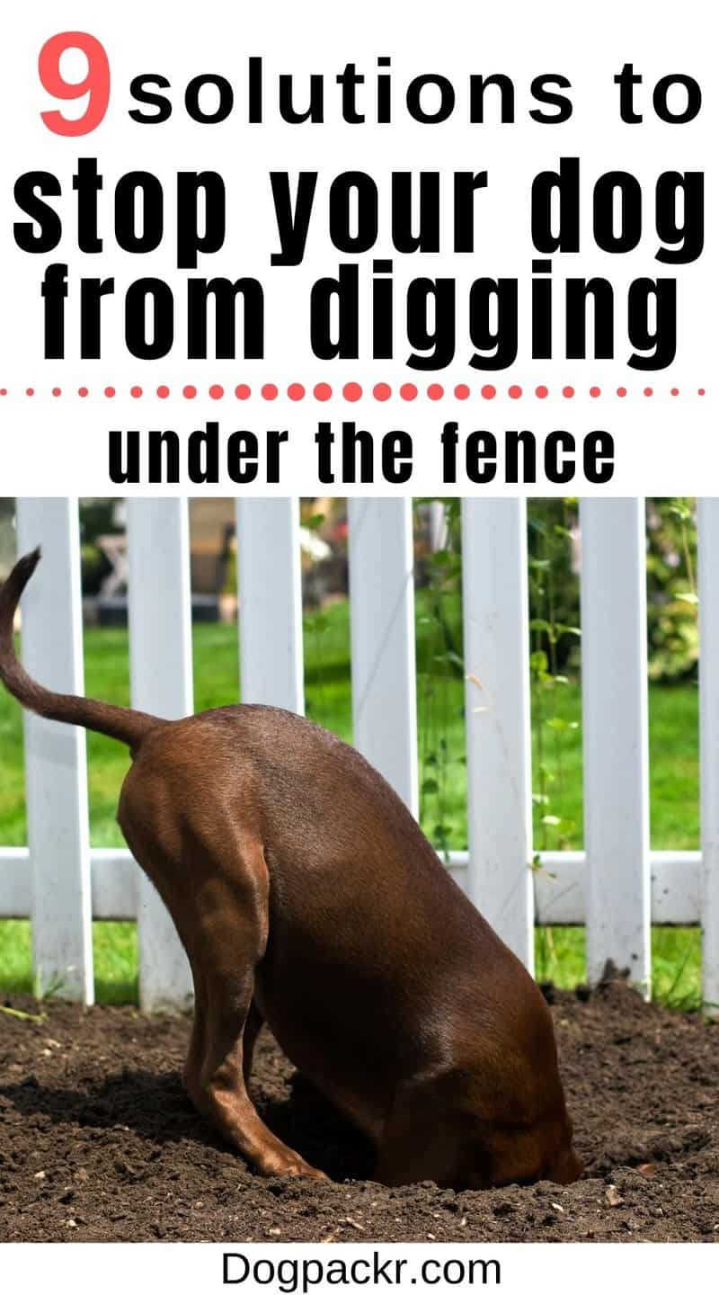 How to Stop Your Dog from Digging Under a Fence dogpackr