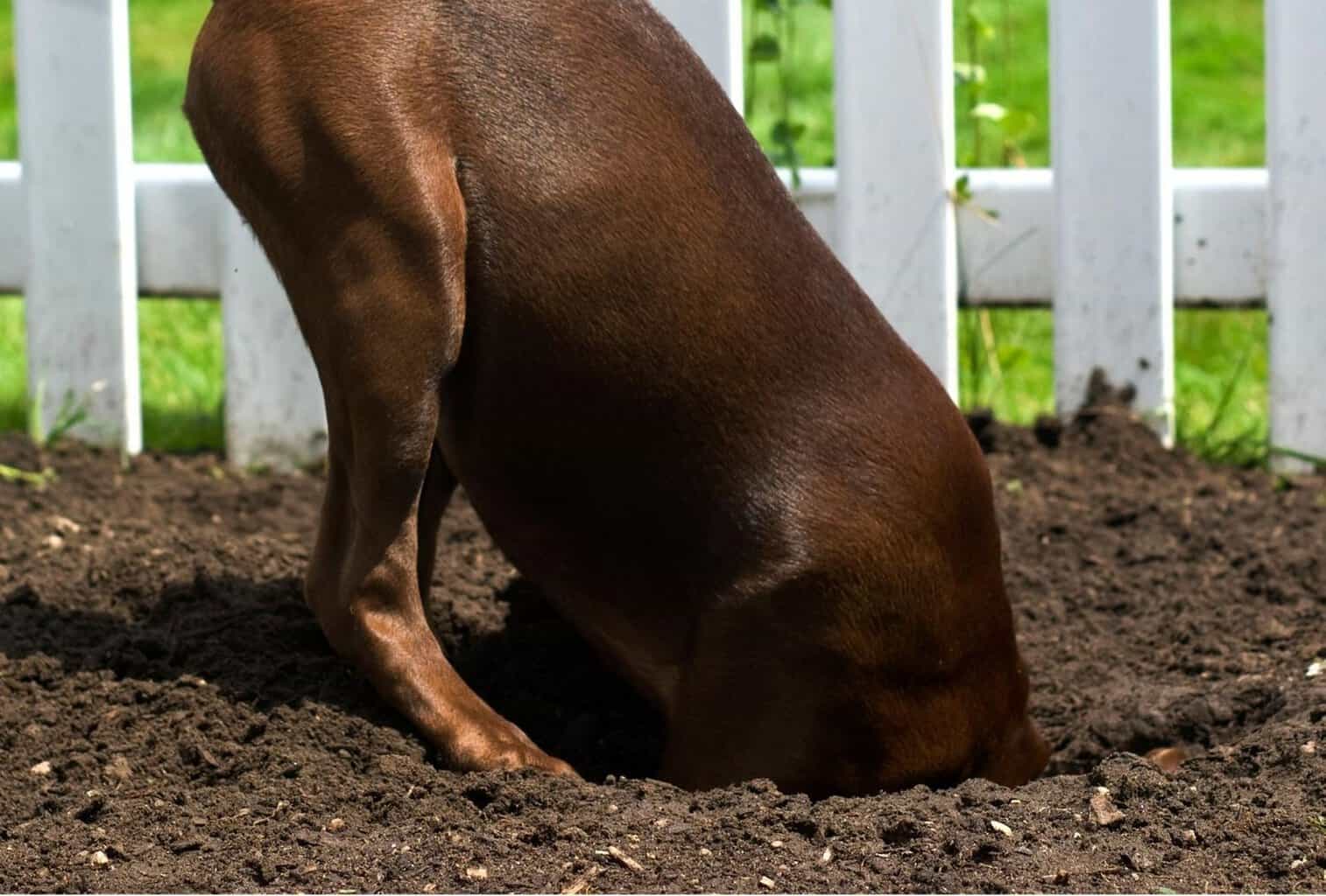 How to Stop Your Dog from Digging Under a Fence - dogpackr