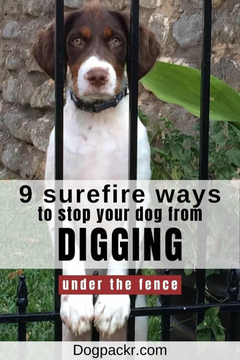 How to Stop Your Dog from Digging Under a Fence dogpackr