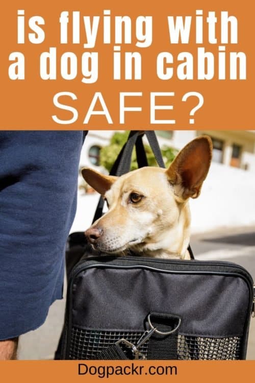 Is It Safe for Dogs to Fly in Cabin? dogpackr