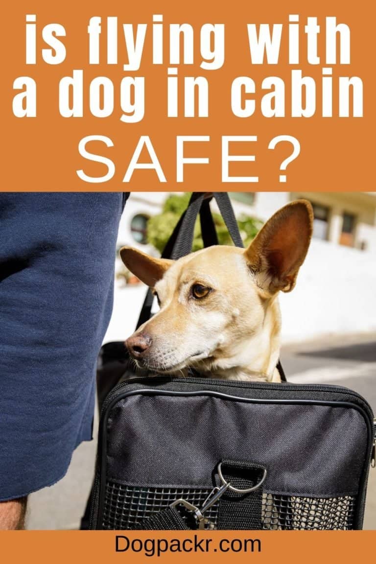 Is It Safe for Dogs to Fly in Cabin? dogpackr