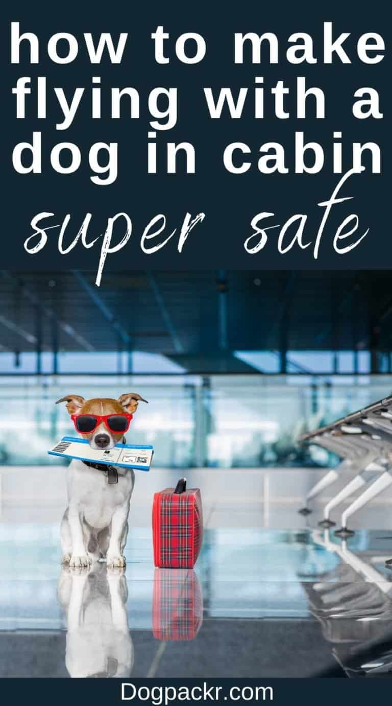 Is It Safe for Dogs to Fly in Cabin? dogpackr