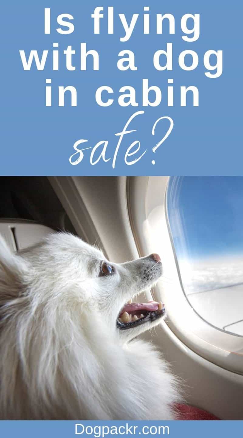 Is It Safe for Dogs to Fly in Cabin? dogpackr